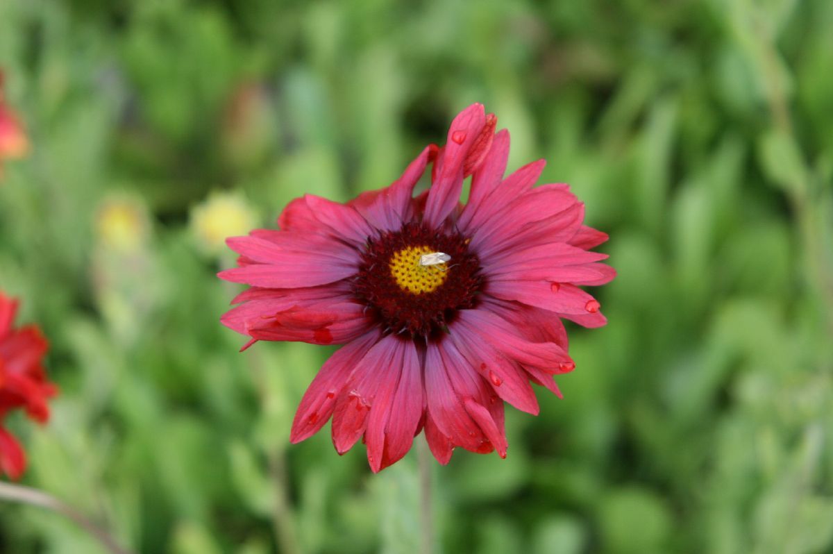 Kokardenblume Burgunder