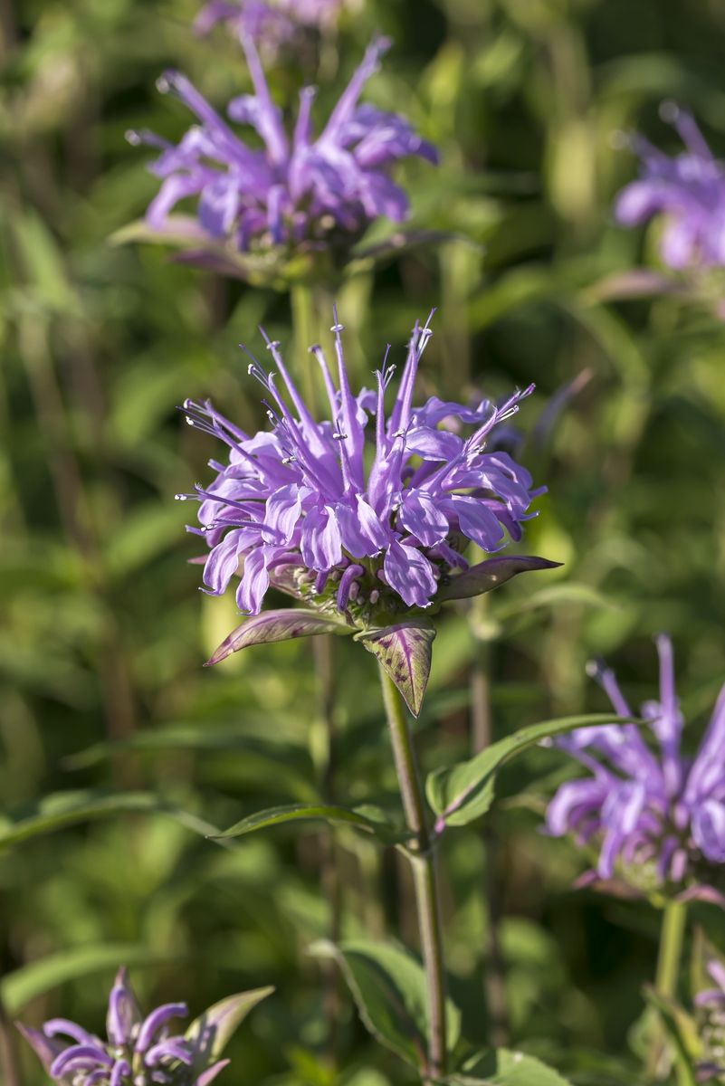 Indianernessel Mohikaner