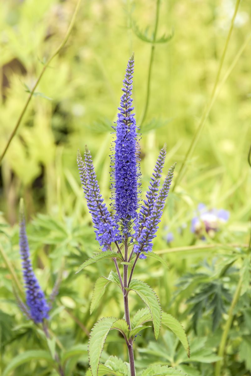 Wiesenehrenpreis Blauriesin Wiesenehrenpreis Blauriesin