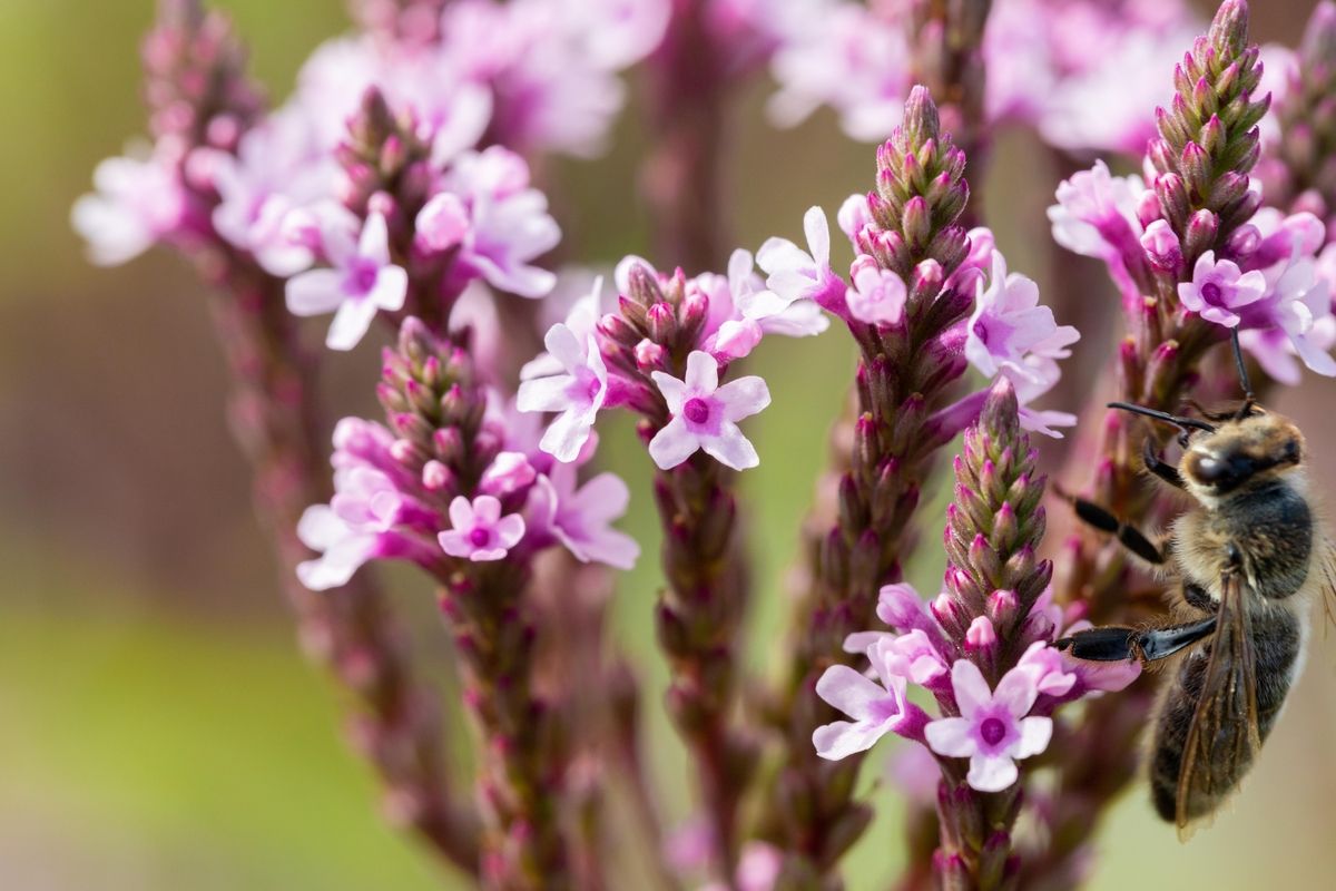 Lanzeneisenkraut Pink Spires
