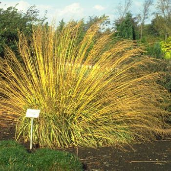 Gestreiftes Pfeifengras Variegata