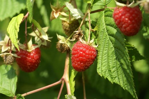 Meeker Himbeere (anspruchslos) Meeker Himbeere (anspruchslos)