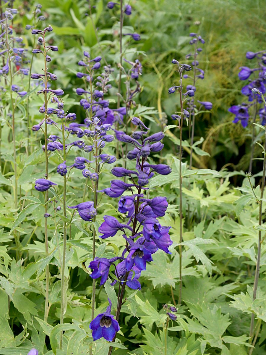Rittersporn Black Knight Rittersporn Black Knight