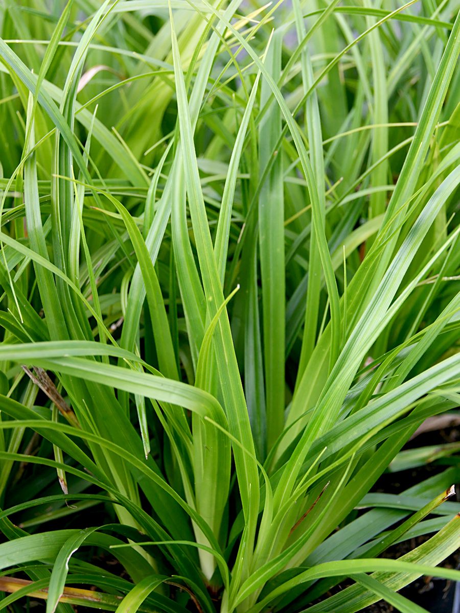 Japansegge Irish Green