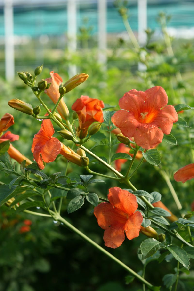 Trompetenblume Madame Galen