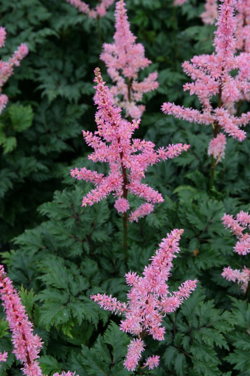 Prachtspiere Perkeo