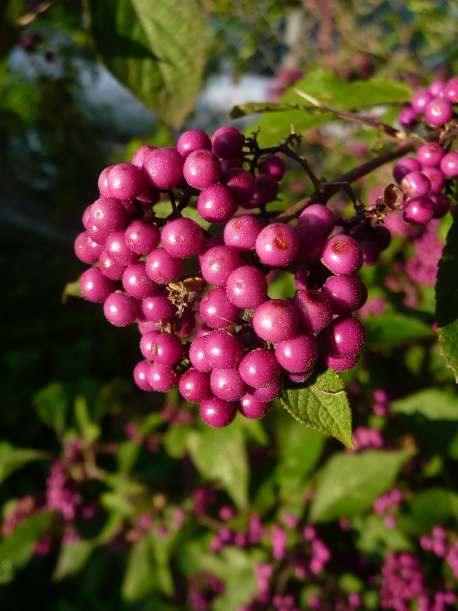 Schönfrucht Profusion