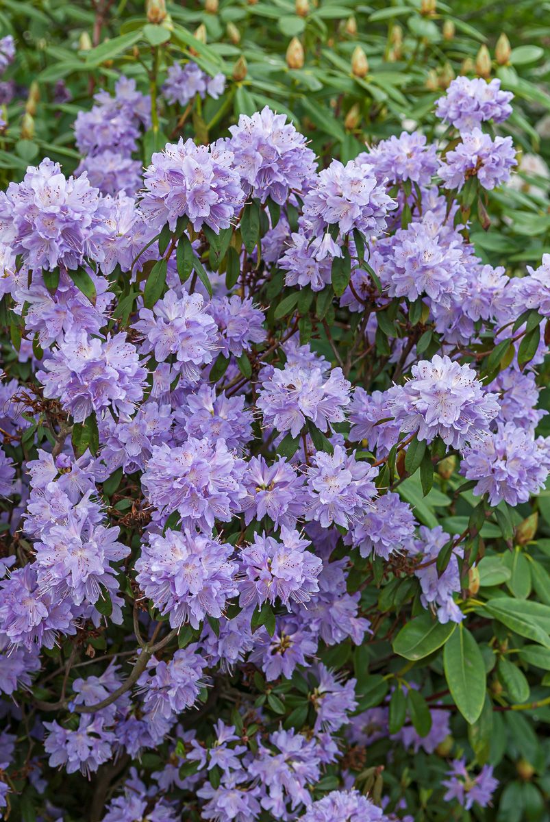 Rhododendron Gletschernacht Rhododendron Gletschernacht