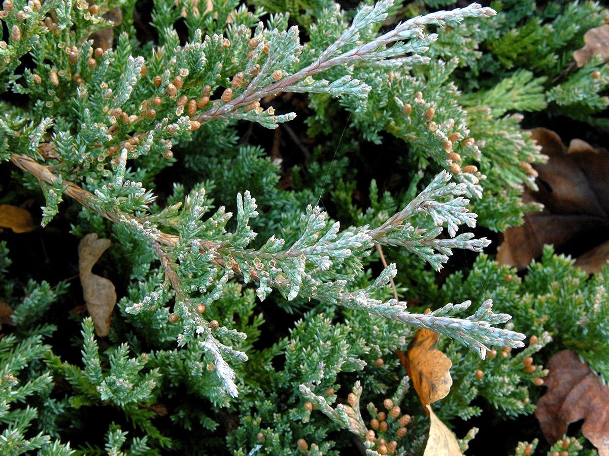 Kriechwacholder Blue Chip
