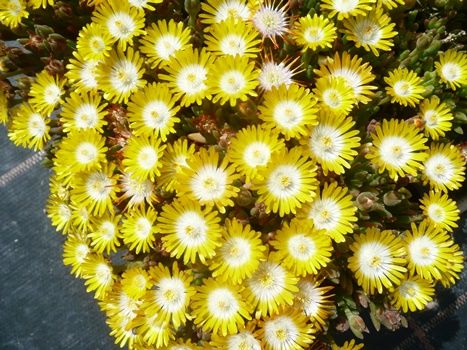 Mittagsblume Jewel of Desert Peridot