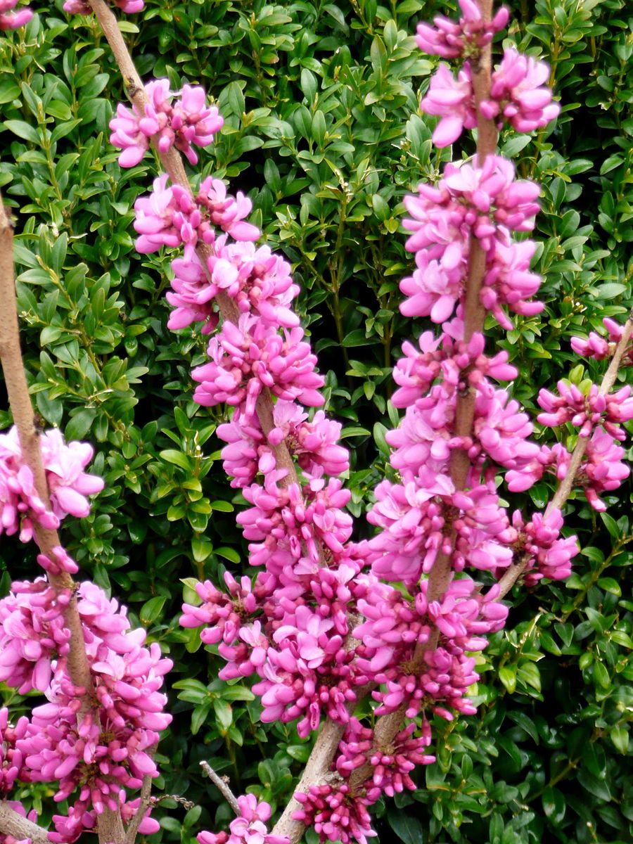 Chinesischer Judasbaum Avondale Chinesischer Judasbaum Avondale