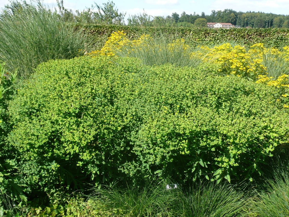 Hohe Wolfsmilch Goldener Turm