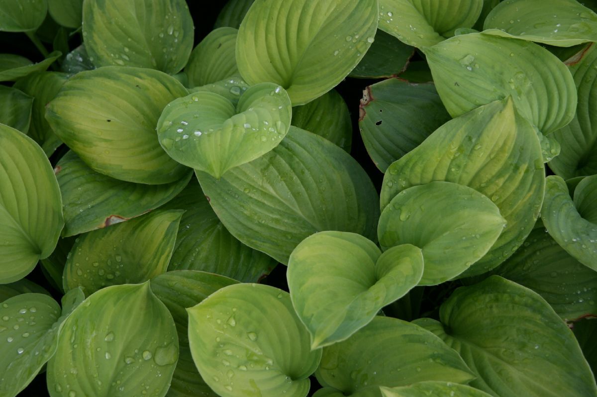 Funkie Guacamole Funkie Guacamole