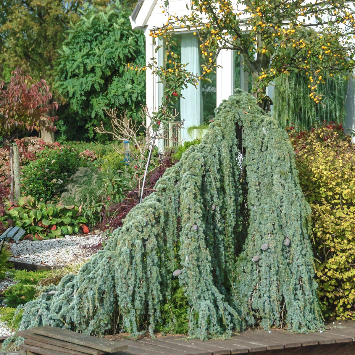 Hängezeder Glauca Pendula
