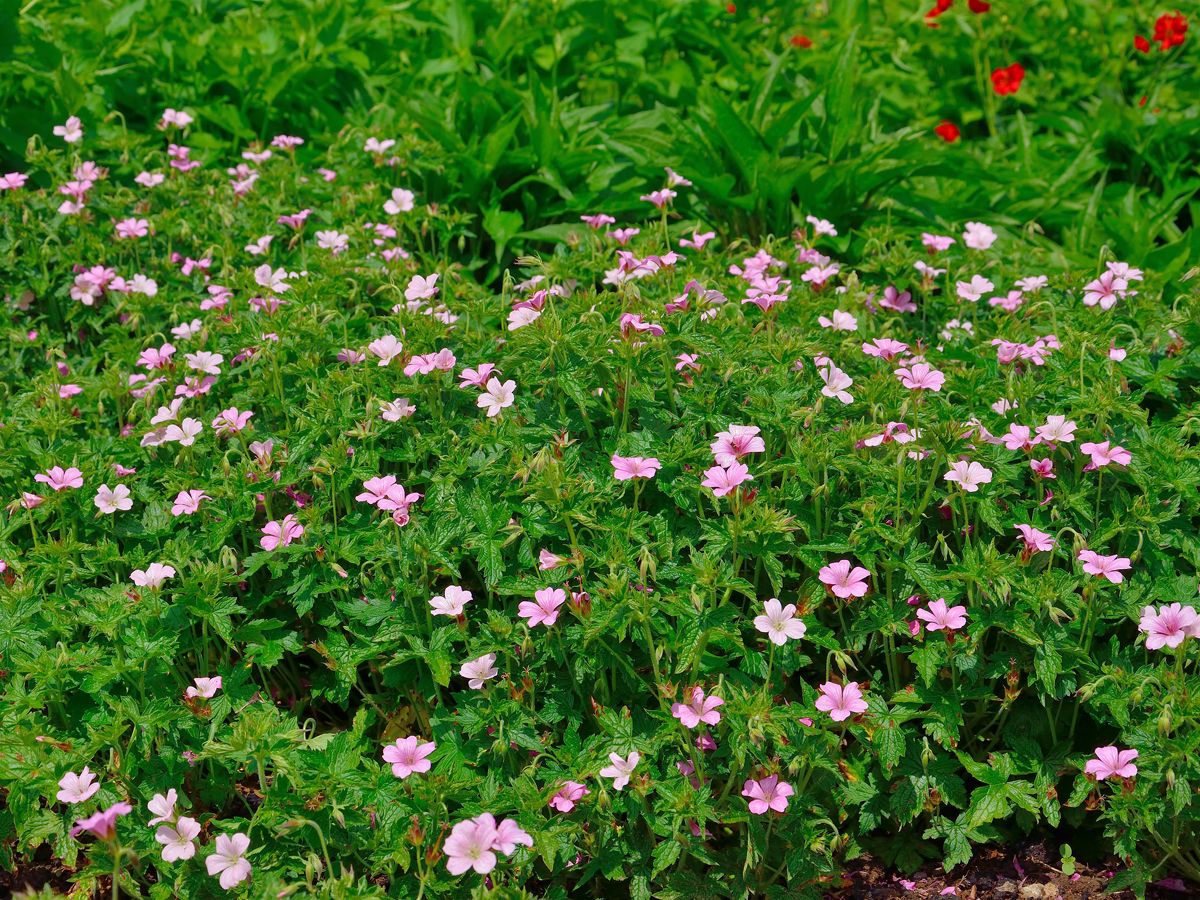 Storchschnabel Rose Clair Storchschnabel Rose Clair