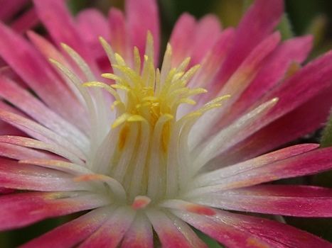 Mittagsblume Jewel of Desert Ruby