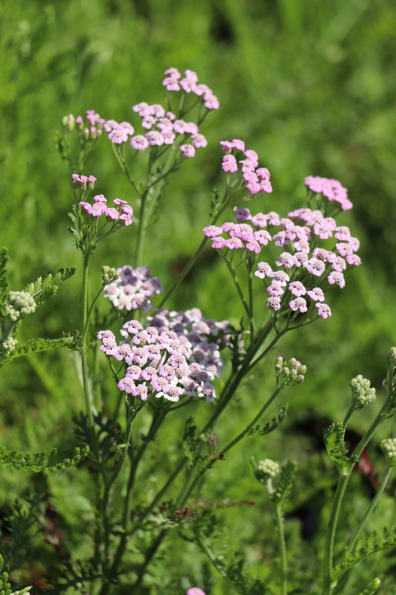 Schafgarbe Lilac Beauty