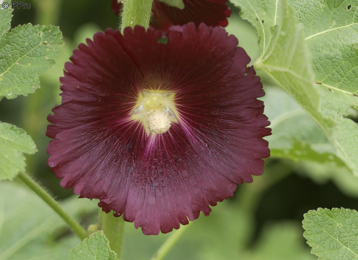 Schwarze Stockrose Nigra