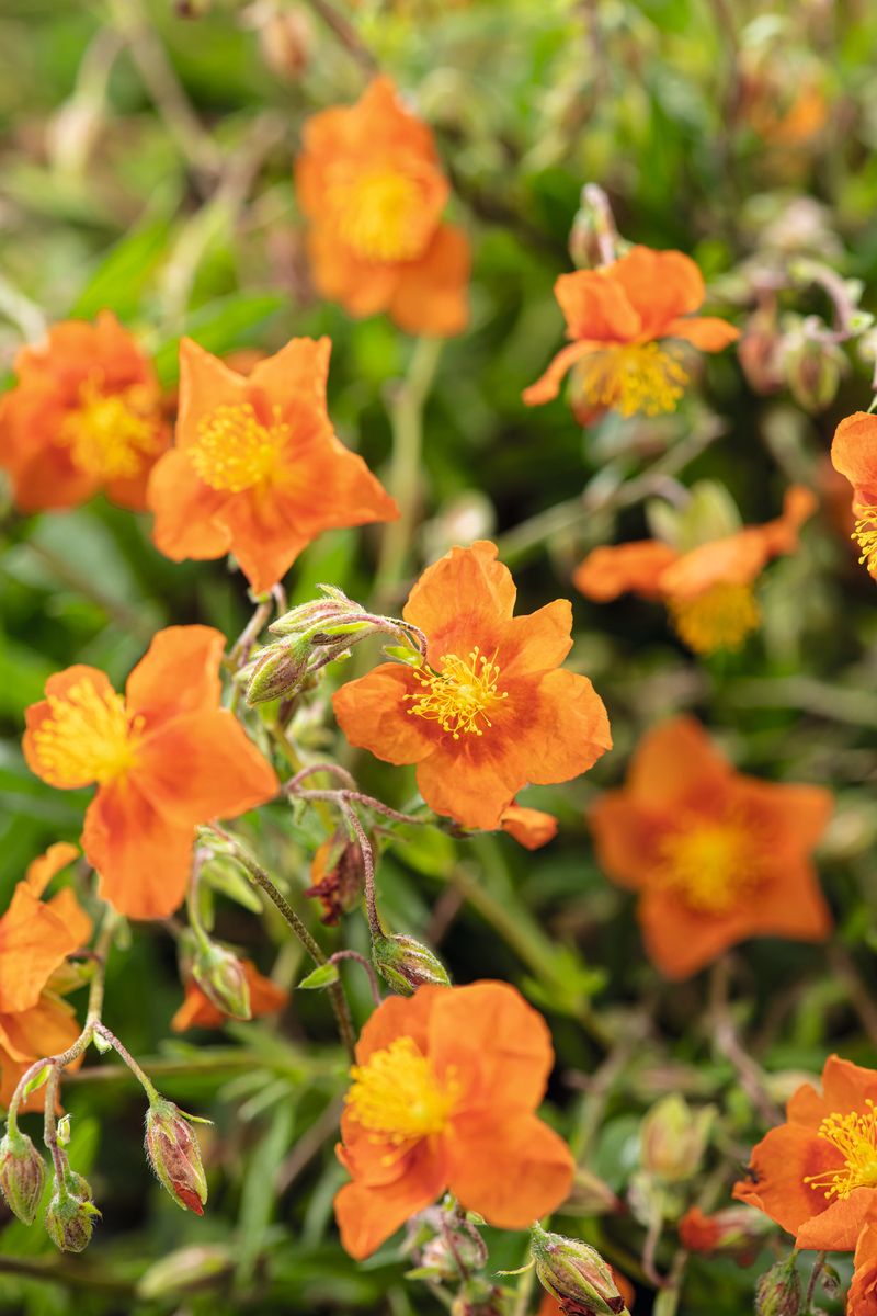 Sonnenröschen Bronzeteppich