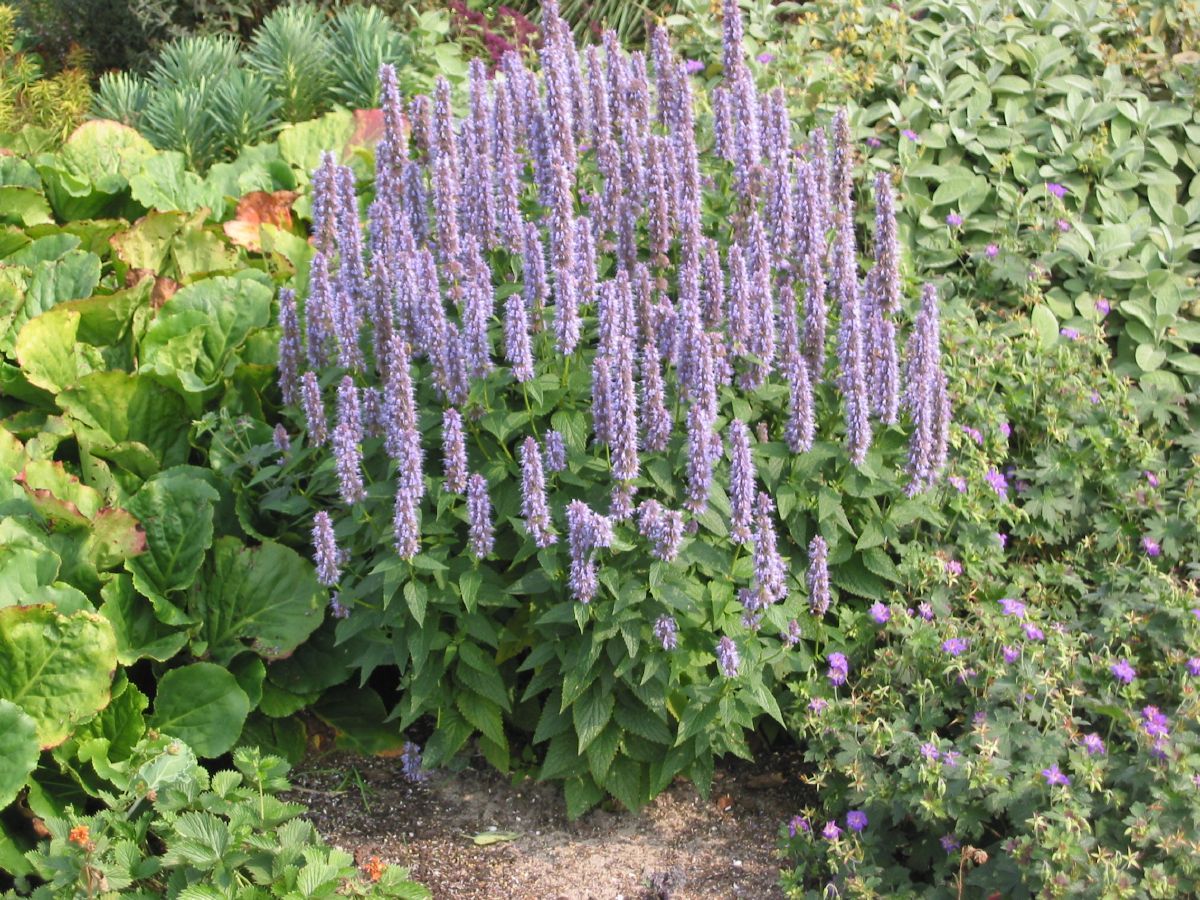 Duftnessel Fortune Duftnessel Fortune