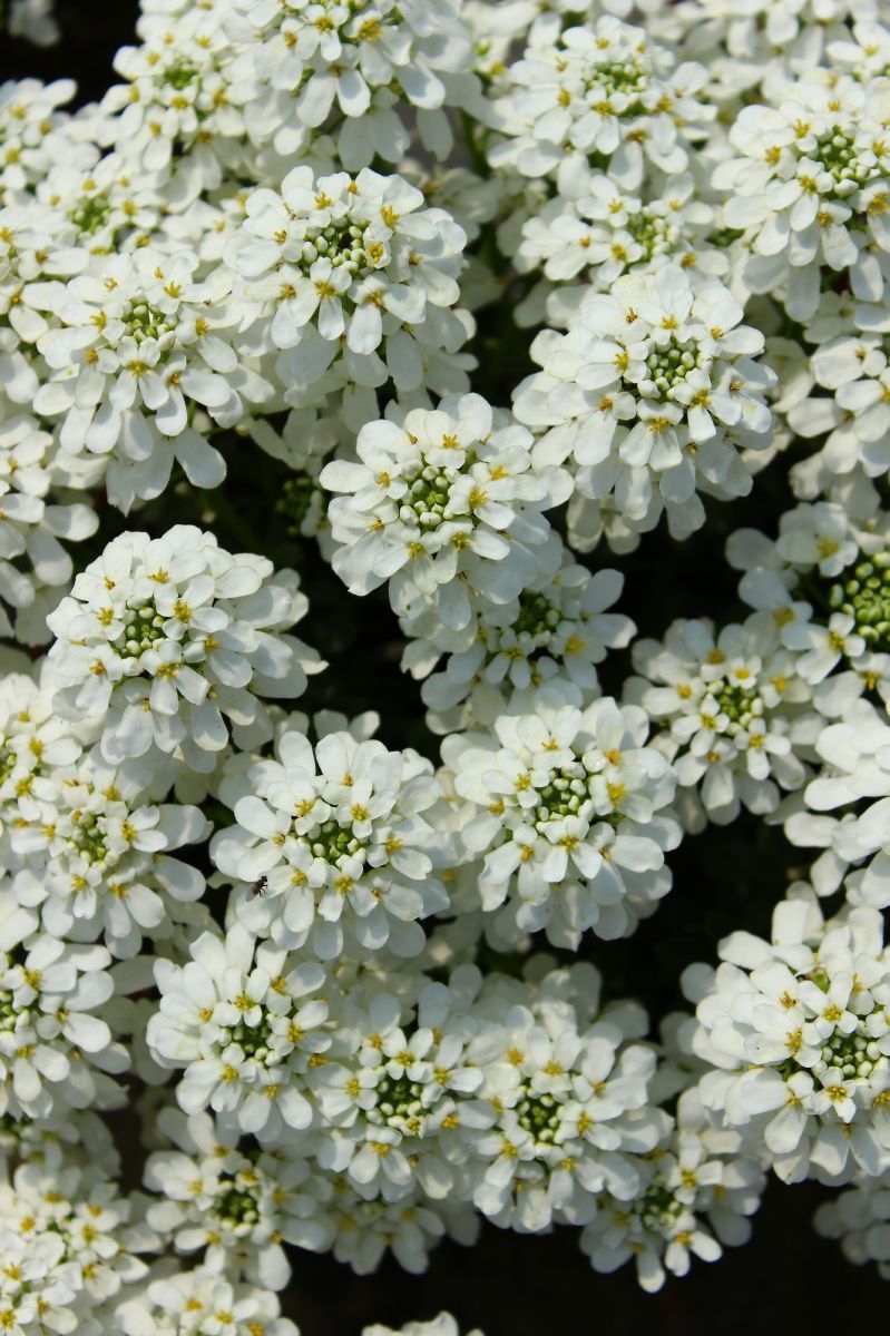 Schleifenblume Snow Cone