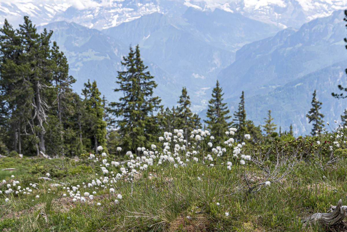 Schmalblättriges Wollgras