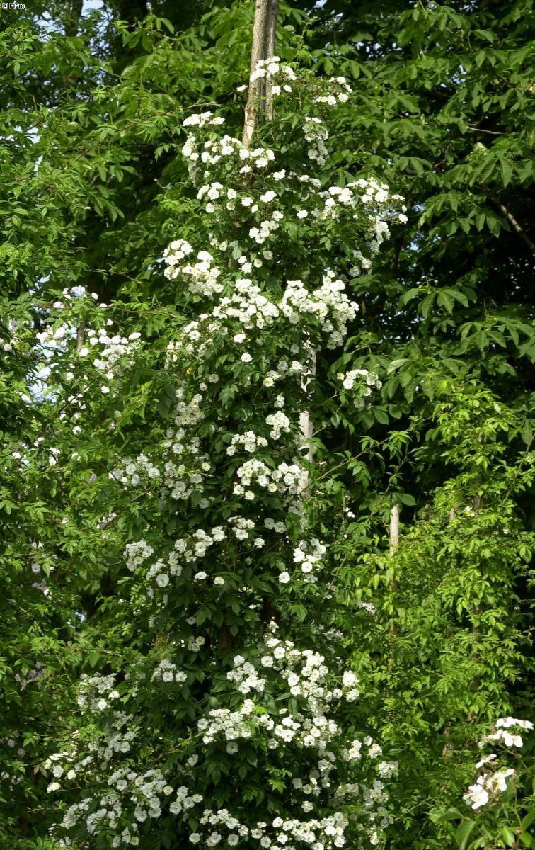 Seagull (R) Kletterrose (Rambler, anspruchslos, leichter Duft)