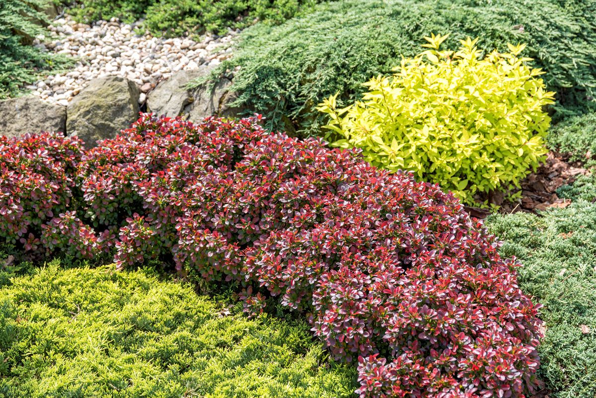 Rotblättrige Zwergberberitze Bagatelle Rotblättrige Zwergberberitze Bagatelle