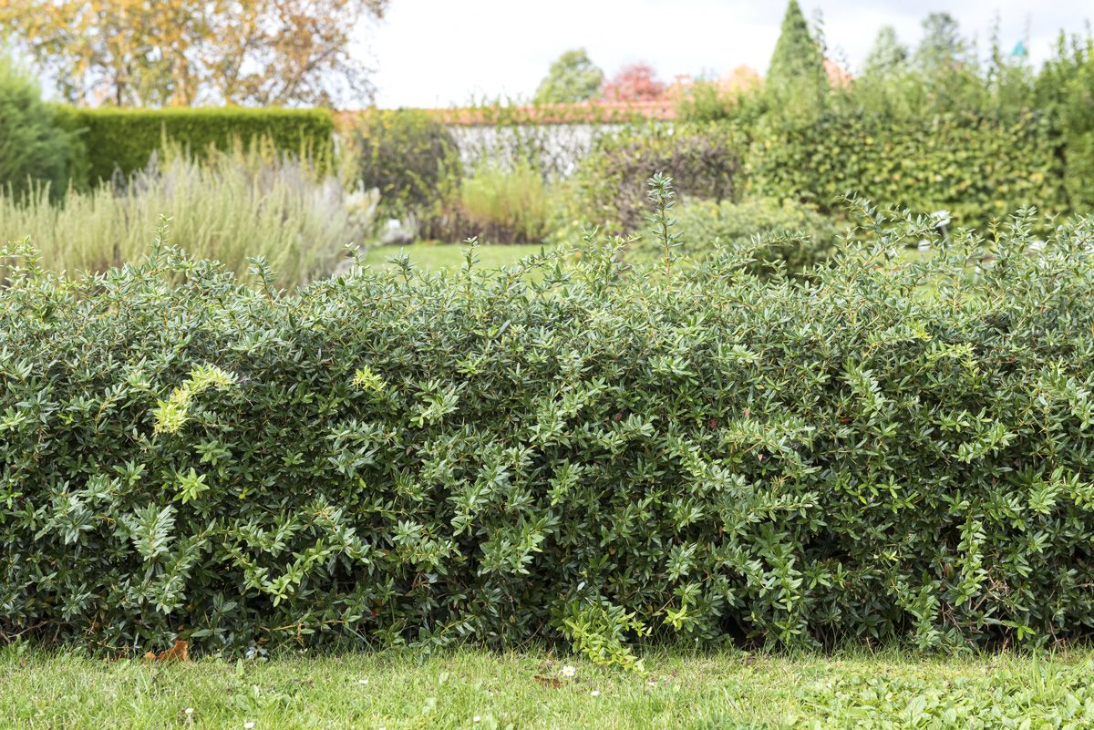 Kissenberberitze Kissenberberitze