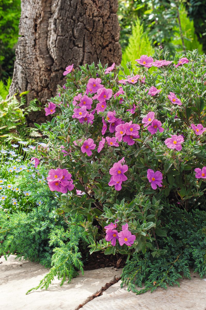 Krause Zistrose Sunset