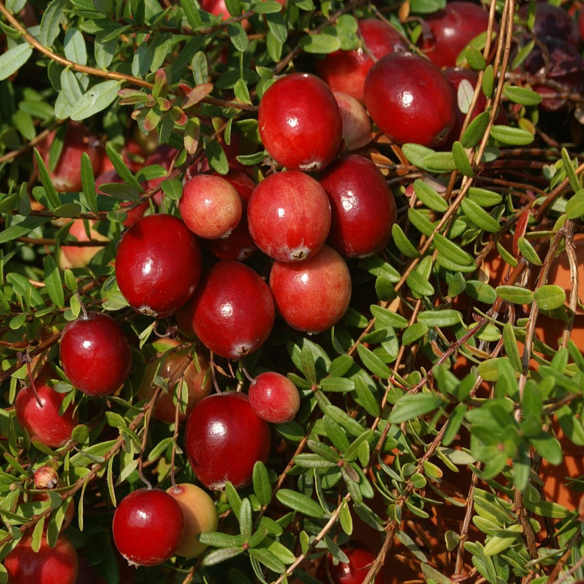 Early Black, Cranberry, Moosbeere (anspruchslos) Early Black, Cranberry, Moosbeere (anspruchslos)