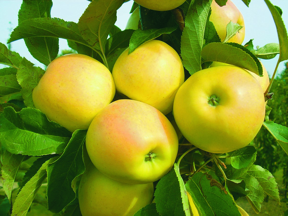 Säulenapfel Lambada® Säulenapfel Lambada®