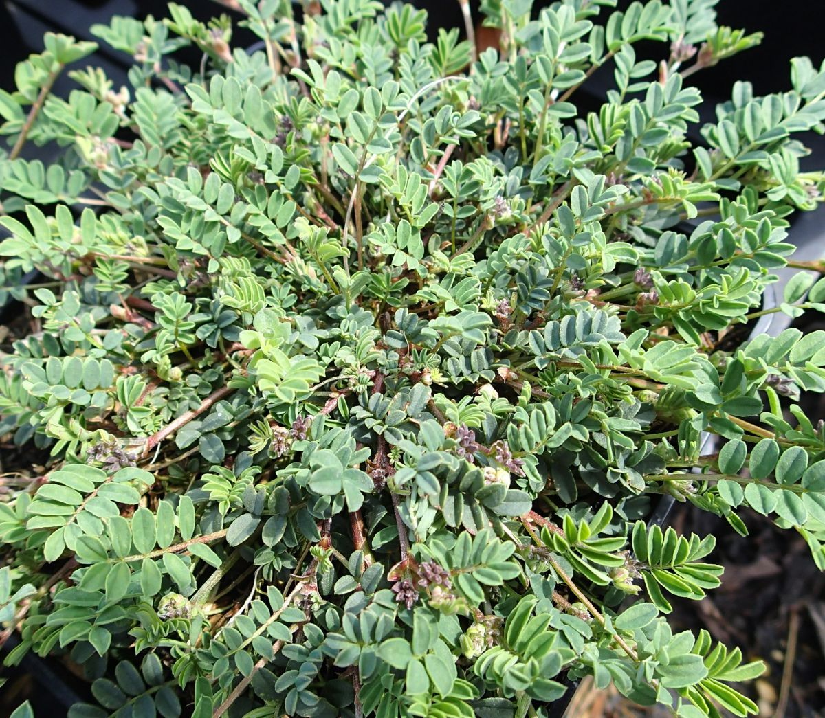 Schopfiger Hufeisenklee