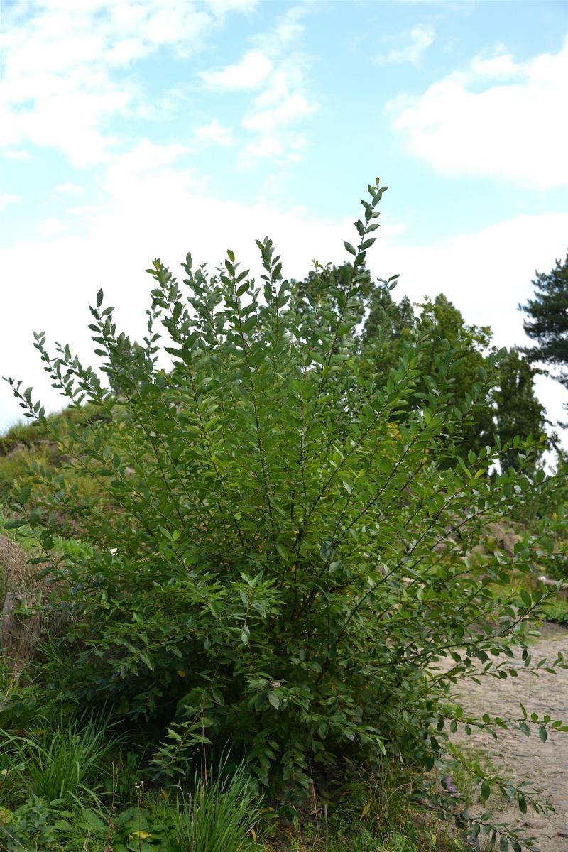 Schwarzweide