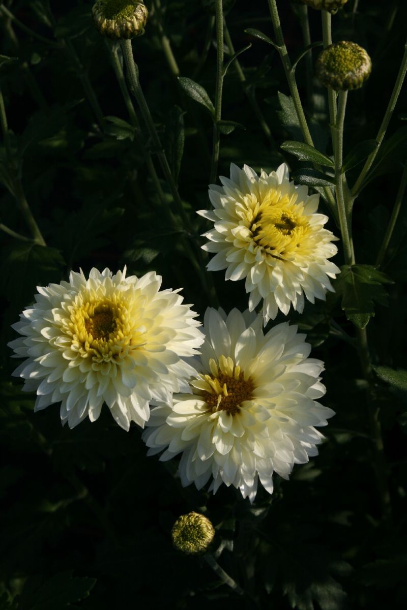 Winteraster Beppie Weiss Winteraster Beppie Weiss