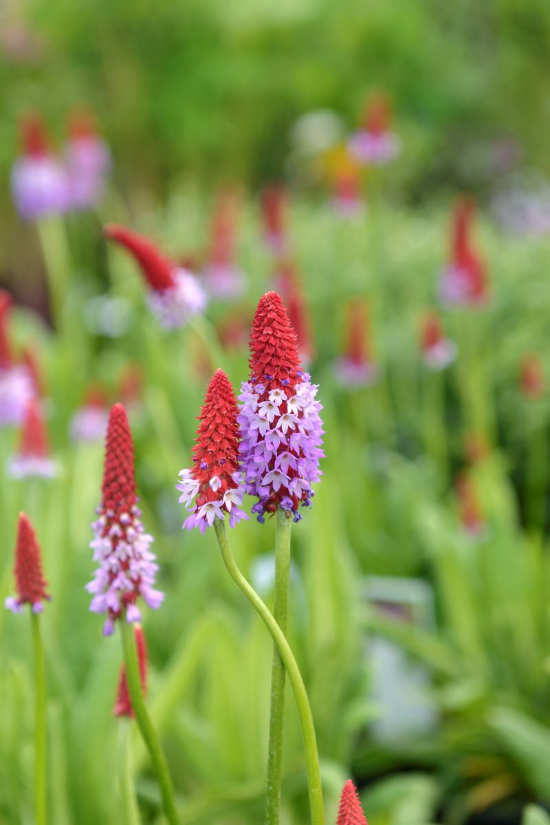Orchideenprimel
