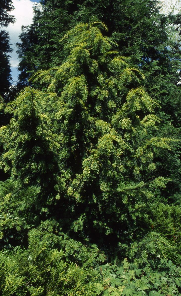Gelbe Adlerschwingeneibe Dovastonii Aurea
