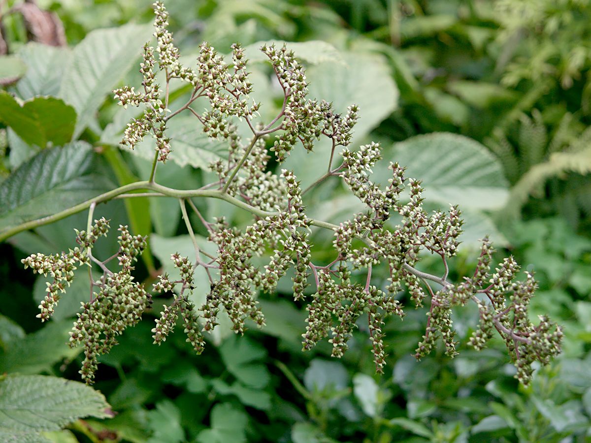 Schaublatt