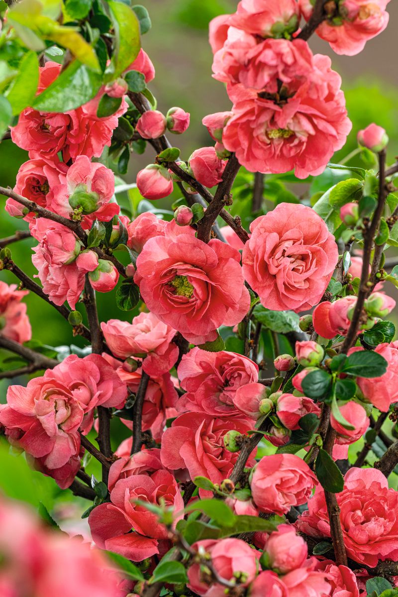 Zierquitte Pink Storm®