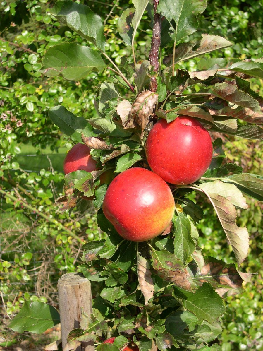 Rhapsodie® Apfel Säulenapfel (anspruchslos, schorfresistent)