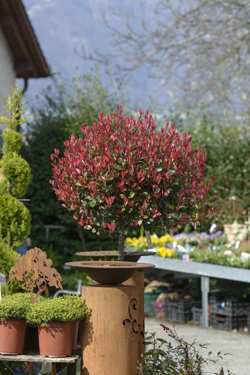 Zwergglanzmispel Little Red Robin Zwergglanzmispel Little Red Robin