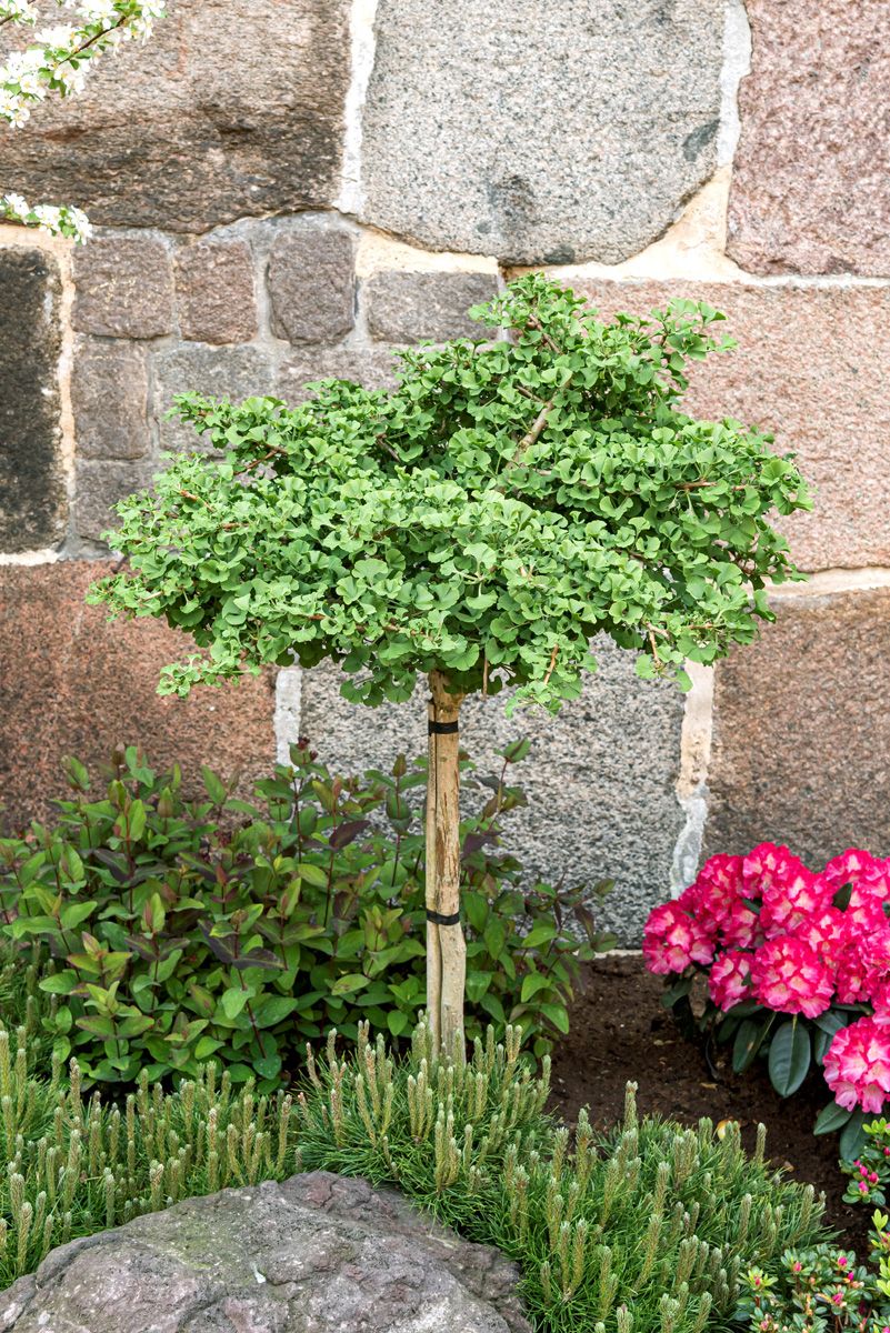 Zwerginkgo Mariken Zwerginkgo Mariken