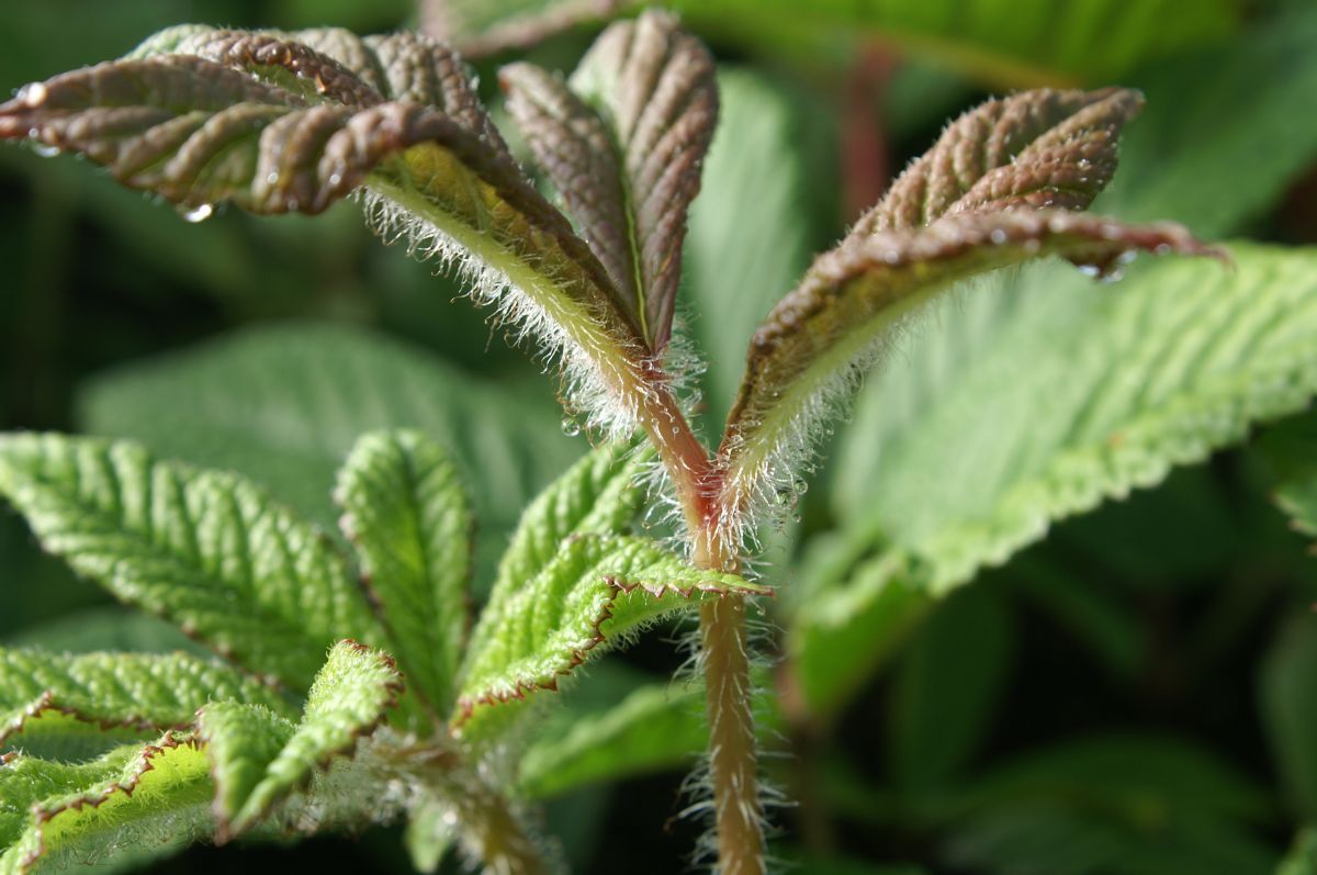 Schaublatt