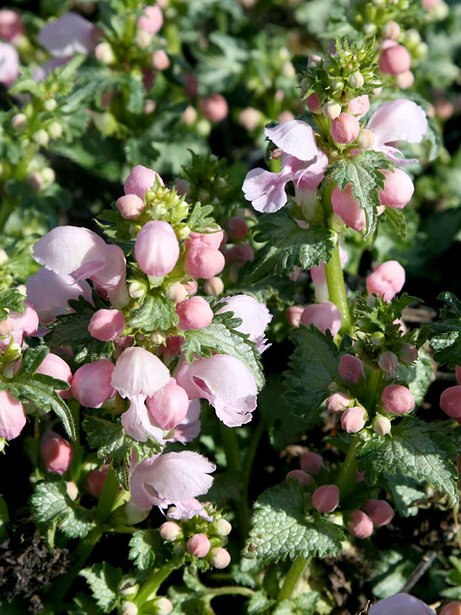 Taubnessel Pink Pewter