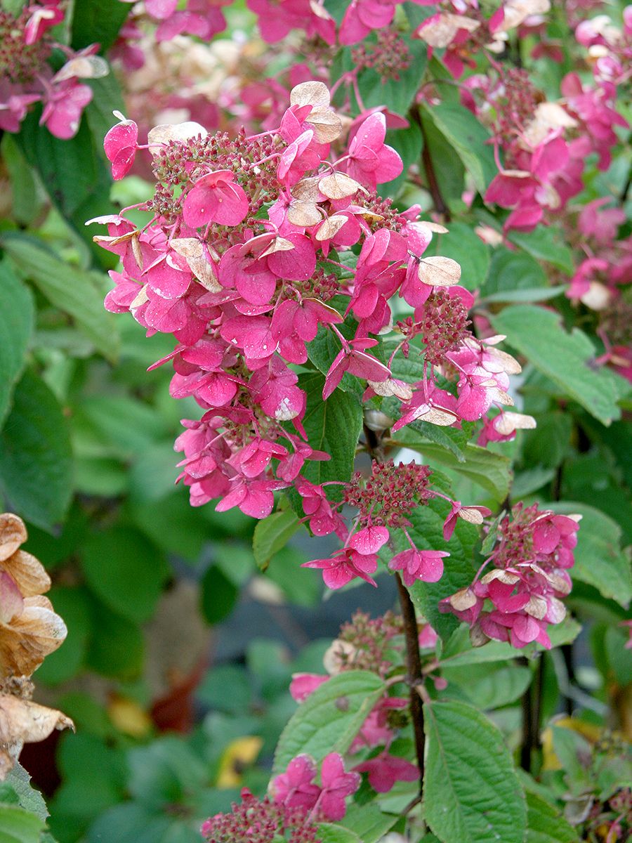 Rispenhortensie Mega Mindy® Rispenhortensie Mega Mindy®