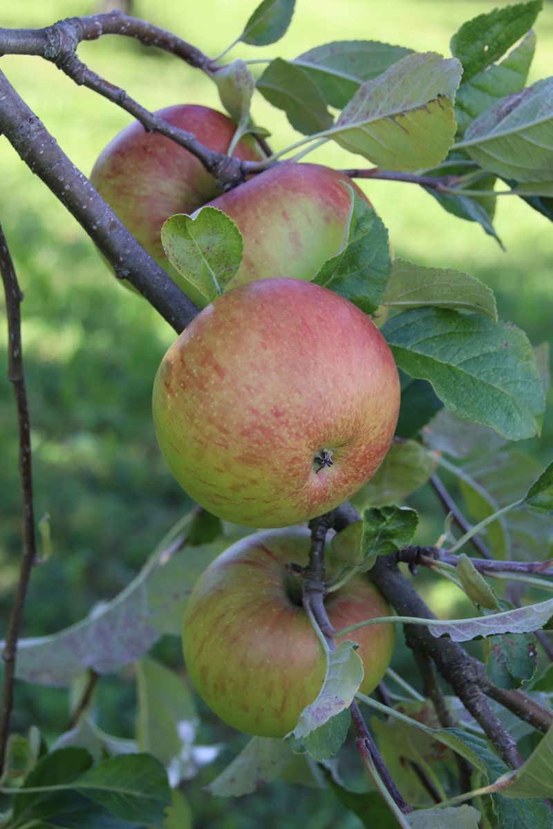 Apfel-Mostobstsorte Heimenhofer