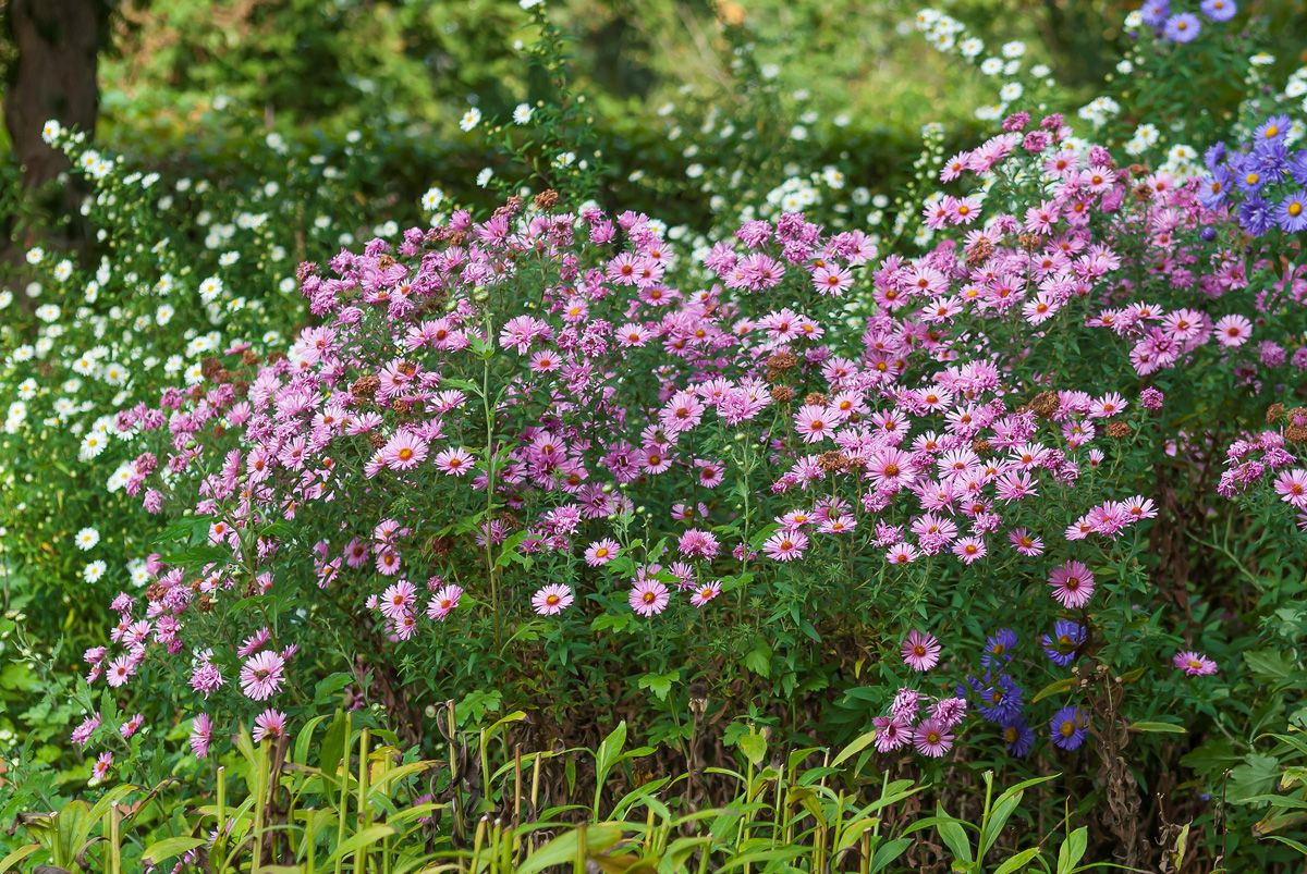 Raublattaster Harringtons Pink