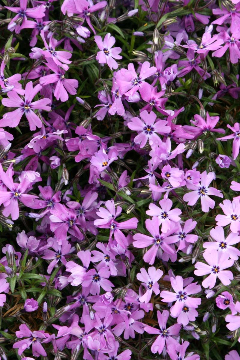 Teppichphlox Purple Beauty