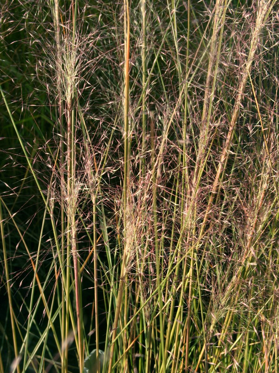 Haargras