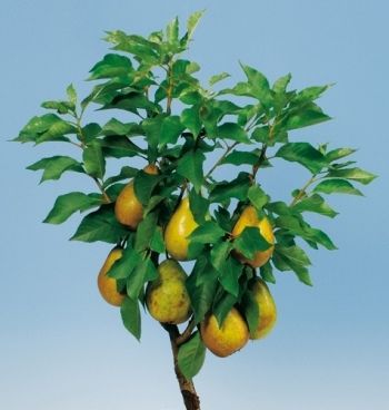 Sweet Dwarf Zwergbirne Sweet Dwarf Zwergbirne